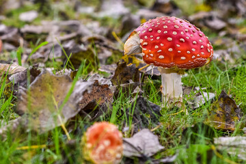 Close up of mushrooms in different colors against blurry background