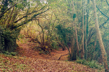 autumn in the forest