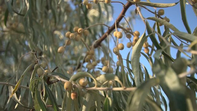 Small berries on a silverberry tree sway in the wind closeup