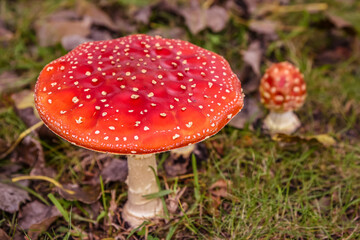 Close up of mushrooms in different colors against blurry background