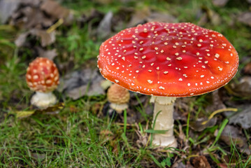 Close up of mushrooms in different colors against blurry background