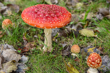 Close up of mushrooms in different colors against blurry background