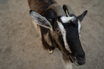 One goat looks into camera begging for food. Black and white mammal. Portrait of an animal. Close up shot. Top view.