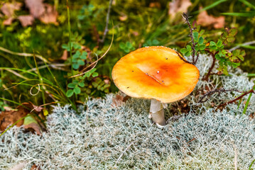 Orange mushroom on a background of white moss.