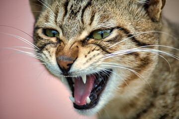 Angry  portrait of a cat