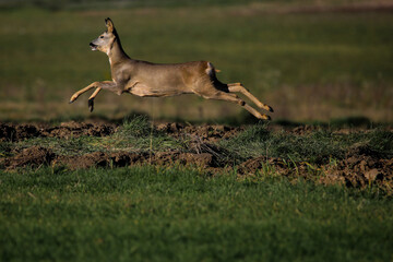 Sarny © marcinbawiec