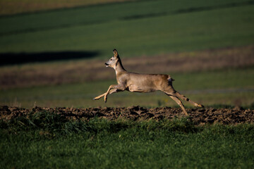 Sarny © marcinbawiec