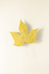 Leaf on beige background with shadow