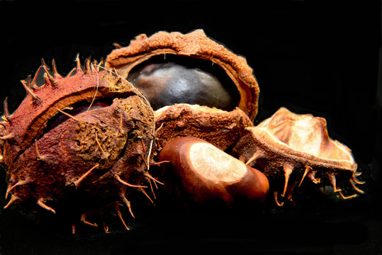 Callantsoog, The netherlands - October 15, 2020. Close up of chessnuts on a black backgropuind.