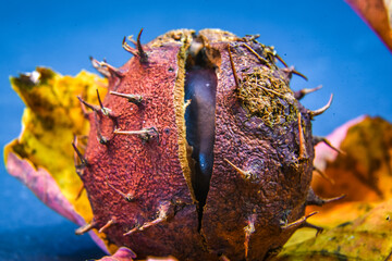 Colourful still life of pine cones, chestnuts and autumn leaves.
