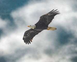 Bald eagle in flight with cloudy sky background