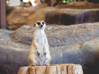 Meerkats stood on the beam