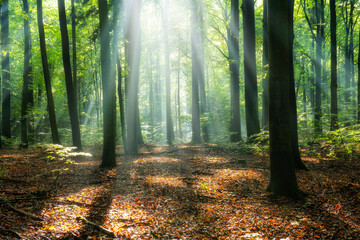 Beautiful sunny morning in magic forest