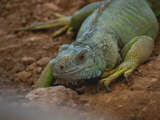 Iguana yellow, orange and green