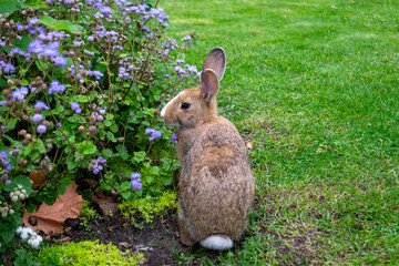 brown rabbit sniffing flowers in the autumn garden