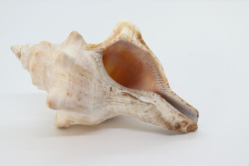 seashells, natural and real