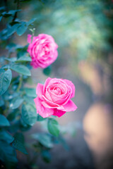 バラ（品種：マリア・カラス）