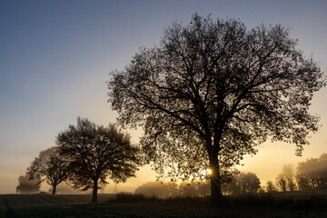 Fototapeta na wymiar Alley of trees in rural landscape at sunrise in late autumn with fog and sunstar and brigth sky , Schleswig-Holstein, Northern Germany