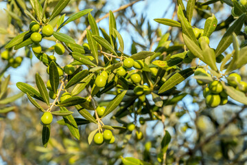 olives on tree in olive grove, Italy