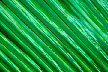 Close-up, dark green palm leaf pattern