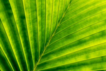 Palm leaves folded horizontal background