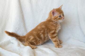 Chaton
