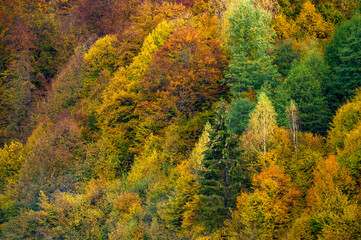 the mountain autumn landscape with colorful forest