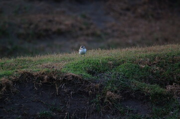 Javan plover are looking for food on the grass. Javan plover (Charadrius javanicus) is a species of bird in the family Charadriidae.