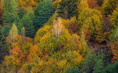 the mountain autumn landscape with colorful forest