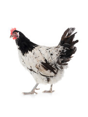  lakenfeld chicken stands isolated on white background