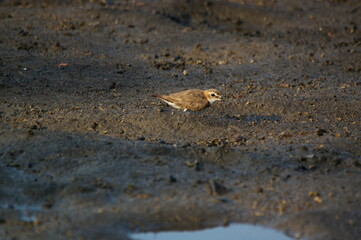 Javan plover are looking for food on the river bank. Javan plover (Charadrius javanicus) is a species of bird in the family Charadriidae.