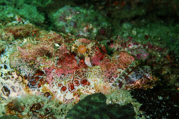 Scorpion fish