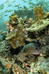Moray eel