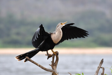 Anhinga in the Pantanal, Brazil