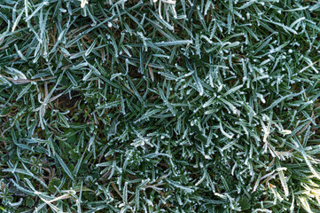 Green grass with morning frost and sunlight in garden, Frozen grass on meadow at sunrise, Plants for abstract natural background