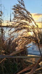 reeds at sunset