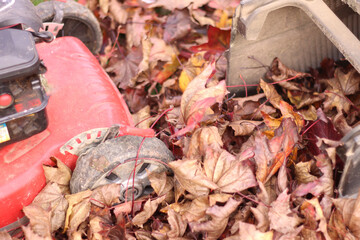 garden tools for collecting leaves garden tools for collecting leaves