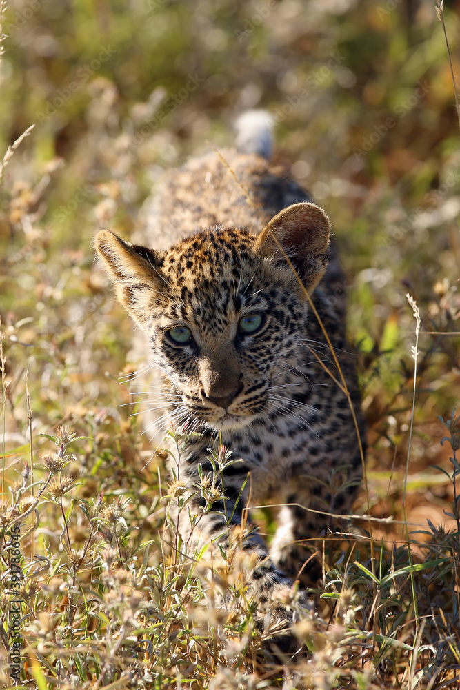 Sticker The african leopard (Panthera pardus), the cub. A young leopard walks by an illuminated colorful savannah.