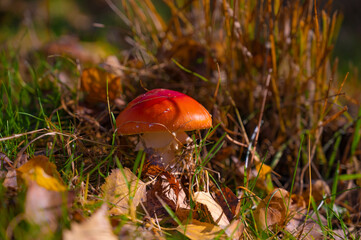 Classic red toadstool, Amanita muscaria mushrom in the autumn forest.