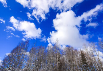 Tops of the forest trees on bright bue sky background with clouds