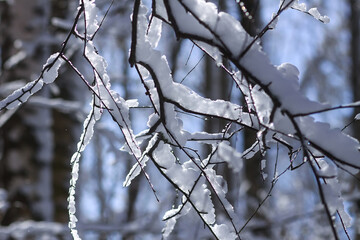 Melting snow on forest tree branches in sunny winter day