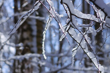 Melting snow on forest tree branches in sunny winter day