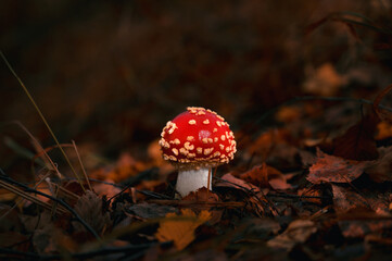 Classic red toadstool, Amanita muscaria mushrom in the autumn forest.