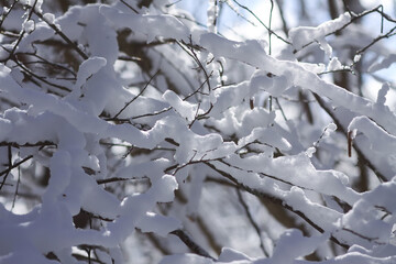Melting snow on forest tree branches in sunny winter day