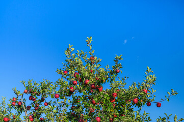 果樹園のたわわに実るサンふじ