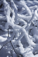 Melting snow on forest tree branches in sunny winter day