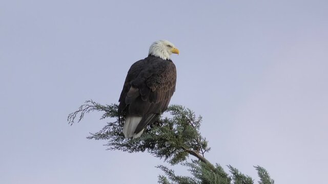 Bald Eagle on Treetop Looking Around Slow Motion