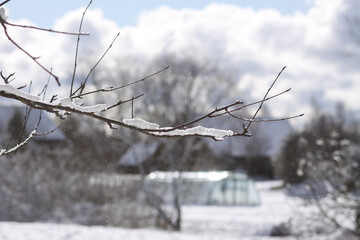Melting snow on forest tree branches on rural yard background in sunny winter day