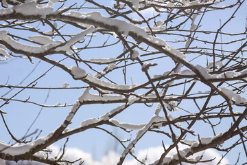 Melting snow on forest tree branches in sunny winter day