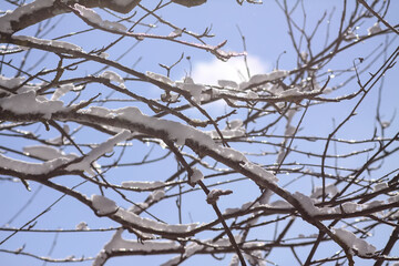Melting snow on forest tree branches in sunny winter day